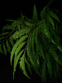 Close-up of fresh green leaves against black background