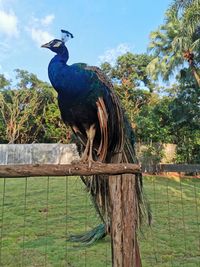 Bird perching on wooden post in field
