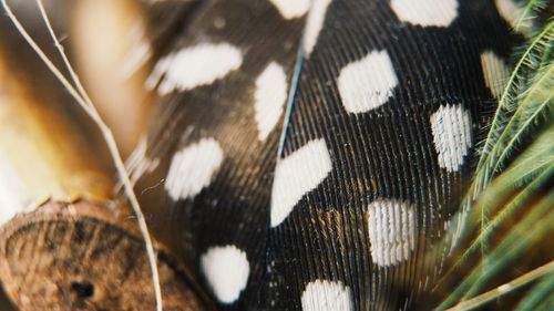 Close-up of butterfly