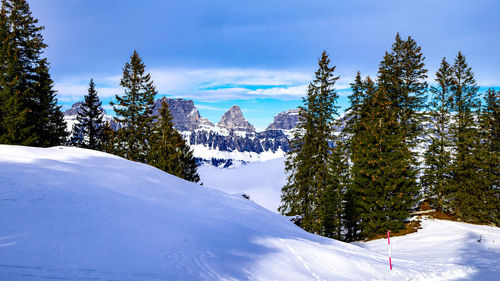 Snow covered land and trees against sky