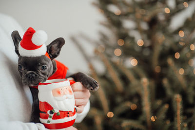 Close-up of christmas tree