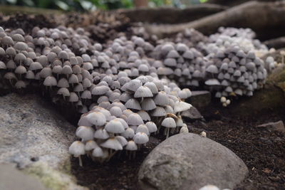 Close-up of stones and mushrooms