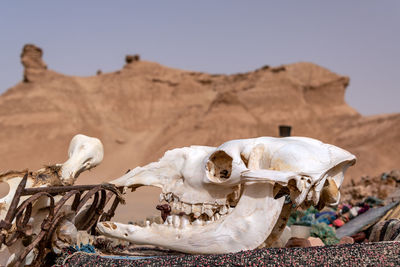 Close-up of animal skull at desert