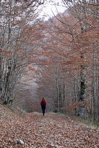 Rear view of person on footpath in forest