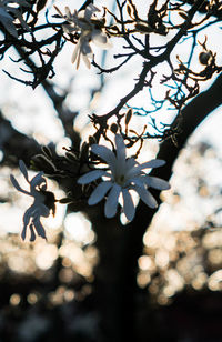 Close-up of flowers on tree