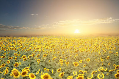 Scenic view of sunflower field against sky