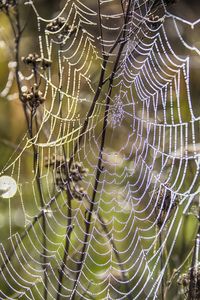 Spider net in autumn time.