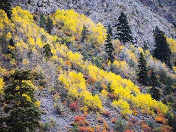 High angle view of autumn trees