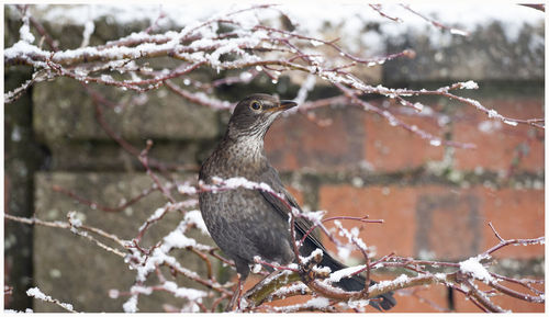 Close-up of bird perching on tree