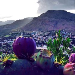 Plants growing on mountain