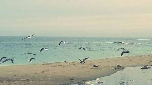 Birds flying over beach against sky