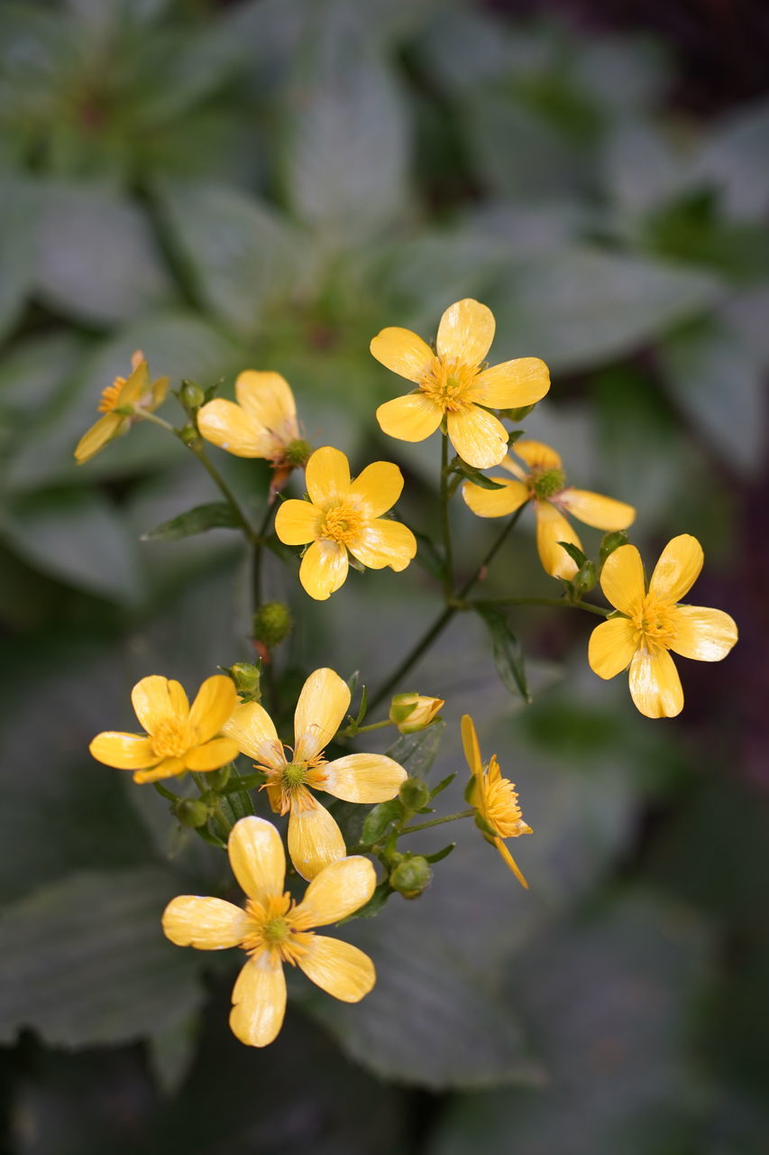 CLOSE-UP OF YELLOW FLOWERING PLANT WITH FLOWERS