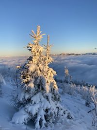 Snow covered land and trees against blue sky