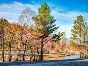 Scenic view of trees against sky