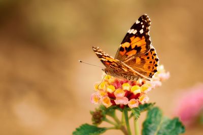 Close-up of butterfly pollinating on flower