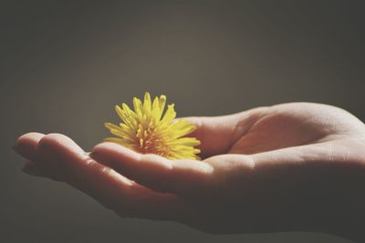Cropped hand of person holding yellow flower