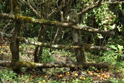 Trees in forest