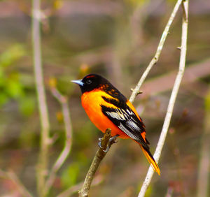 Close-up of bird perching on branch