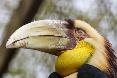 Close-up of a bird