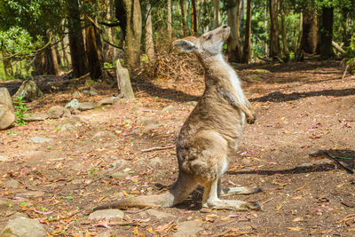 Kangaroo standing on field in forest