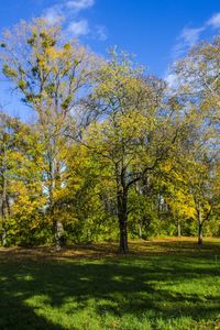 Trees on grassy field