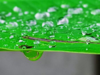 Close-up of water drops on leaf