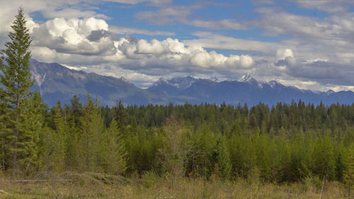 Scenic view of pine trees against sky