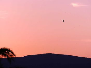 Silhouette bird flying against clear sky