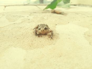 High angle view of crab on sand at beach