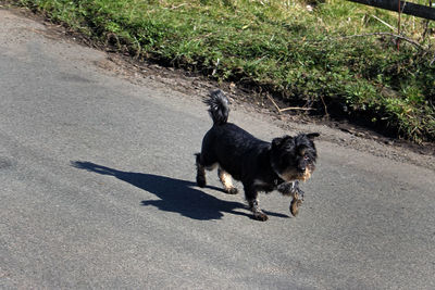 High angle view of dog on road in city