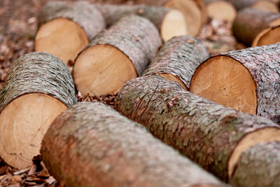 Close-up of logs on wood in forest