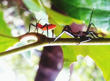 Close-up of insect on leaf