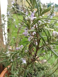 Close-up of flowers growing on tree