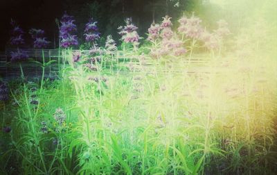 Plants growing on a grass