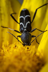 Close-up ofa tiny beetle on flower