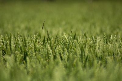 Close-up of plants growing on field