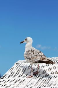 Seagull perching on hooded beach chair against blue sky