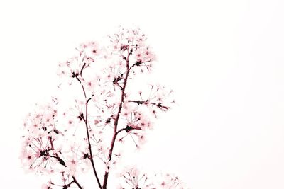 Low angle view of pink flowering tree against clear sky