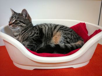 Close-up of a cat resting