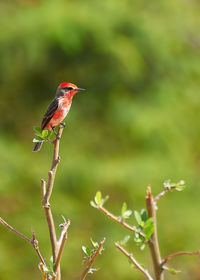 Close-up of bird perching on plant