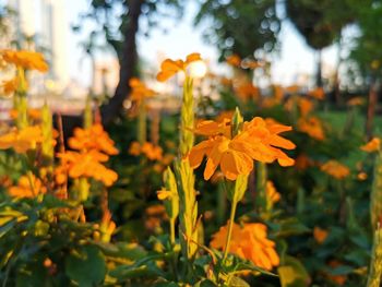 Close-up of yellow flowering plants on field