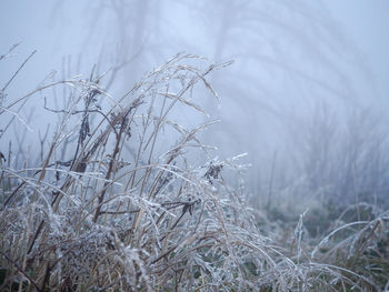 Close-up of frozen plant on land