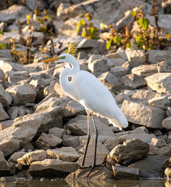 Bird perching on rock