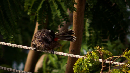 Close-up of bird perching on tree