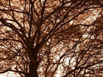 Low angle view of bare trees against sky