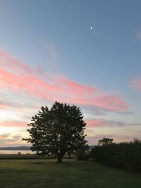 Tree on field against sky during sunset