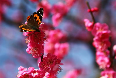 Close-up of butterfly pollinating on pink flower