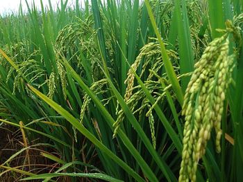 Close-up of wheat growing on field