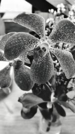 Close-up of plant against blurred background