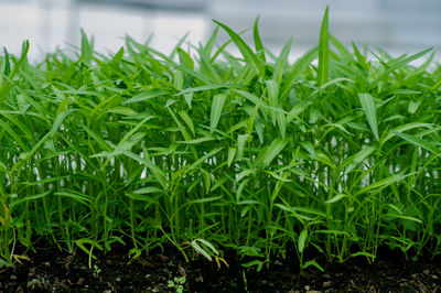 Close-up of plants growing on field